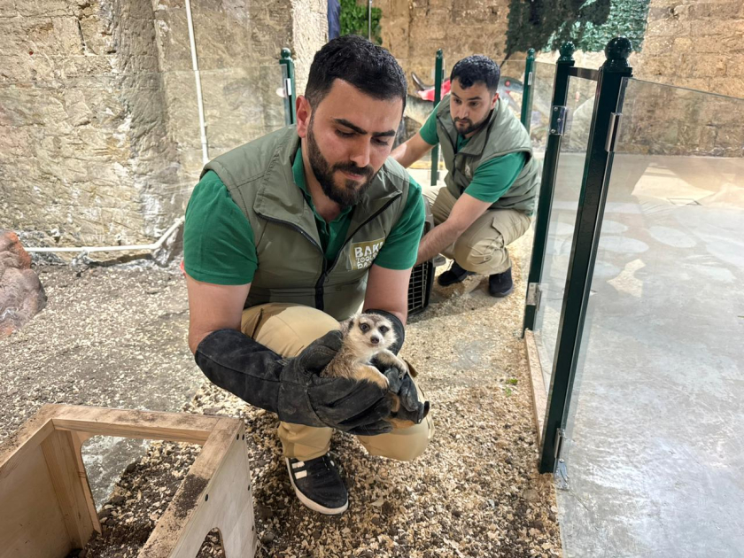 “Poniland”da qanunsuz saxlanılan vəhşi heyvanlar xilas edildi – FOTO “Poniland”da qanunsuz saxlanılan vəhşi heyvanlar xilas edildi – FOTO