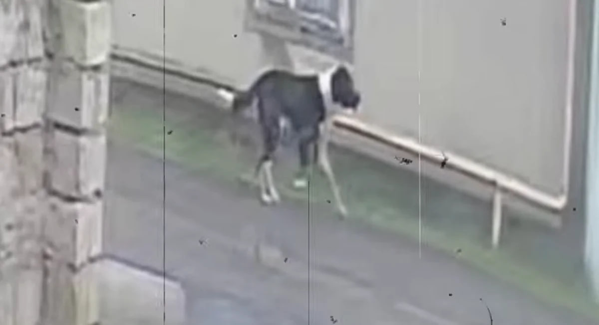 Mərdəkanda sahibsiz it səkkiz nəfərə hücum edib - Sakinlər təşviş içində - VİDEO