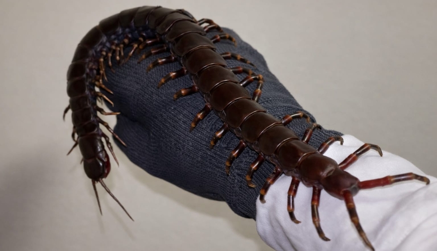 Dünyanın ən böyük çoxayaqlısı: İnsan üçün təhlükəlidir