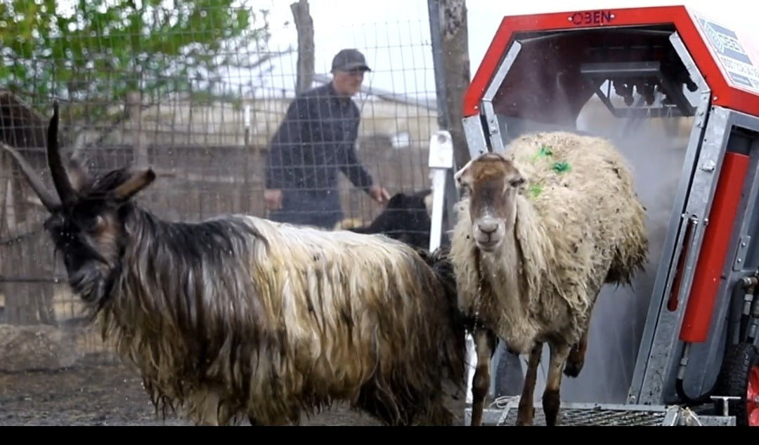 Azərbaycanda qoyunları belə çimizdirəcəklər – FOTO Azərbaycanda qoyunları belə çimizdirəcəklər – FOTO