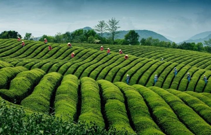 Azərbaycanda ötən il nə qədər çay YIĞILIB? &ndash; Rəsmi AÇIQLAMA