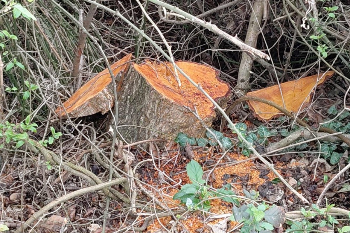 Oğuzda 30 ədəd qızılağac kəsildi: Saxlanılan var &ndash; FOTO