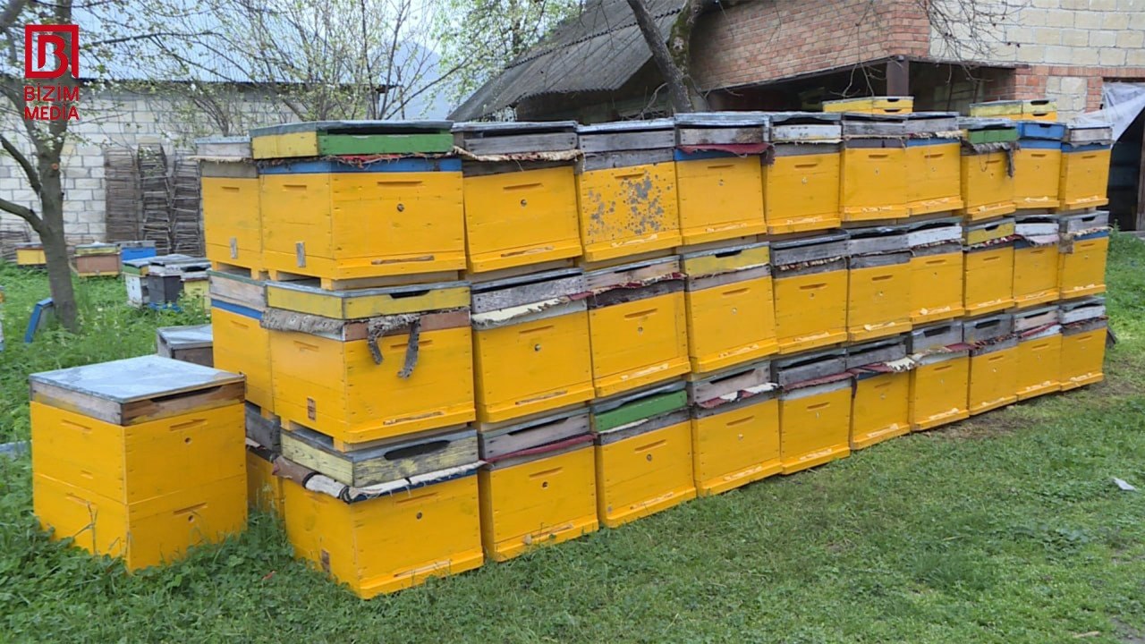 Azərbaycana xaricdən gətirilən arılar RİSK yaradır - Arıçılardan HƏYƏCAN TƏBİLİ &ndash; FOTO 