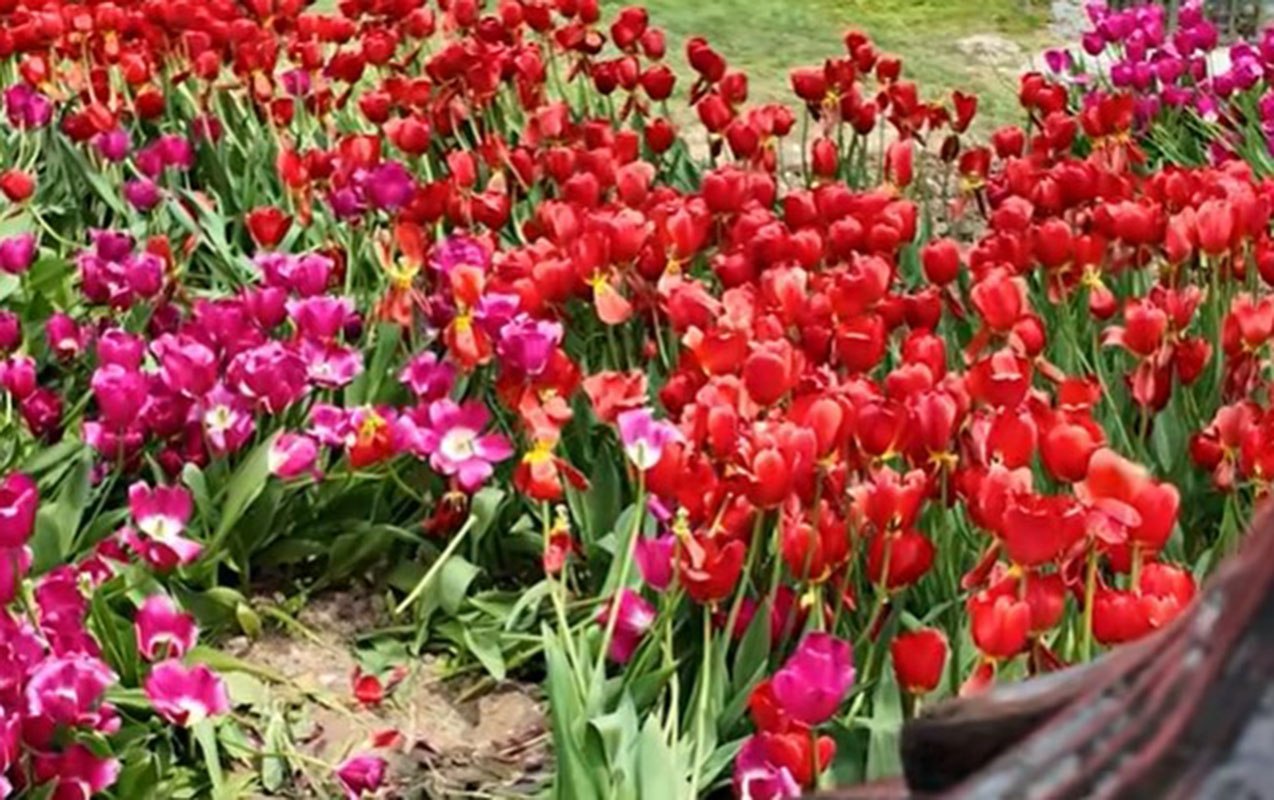 Bulvarda əkilən gülləri kim bu hala salıb? - VİDEO