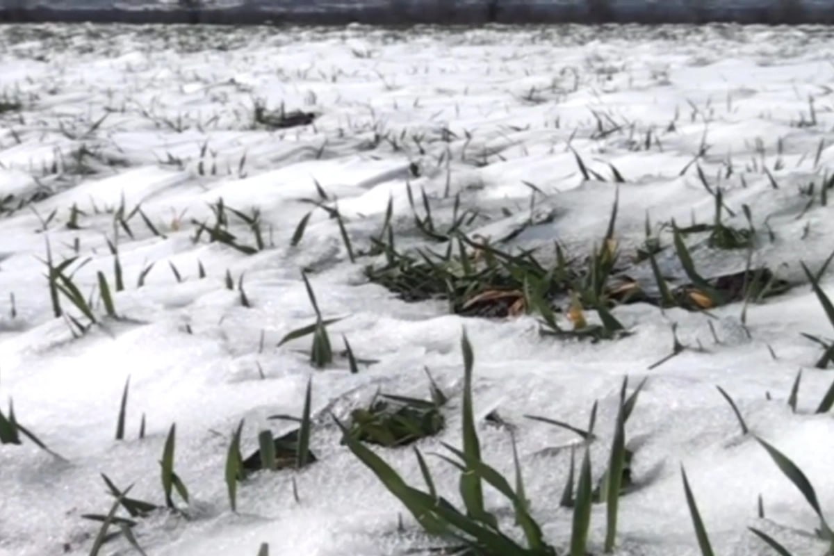 Aprel şaxtası məhsuldarlığa necə TƏSİR EDƏCƏK? Aprel şaxtası məhsuldarlığa necə TƏSİR EDƏCƏK?