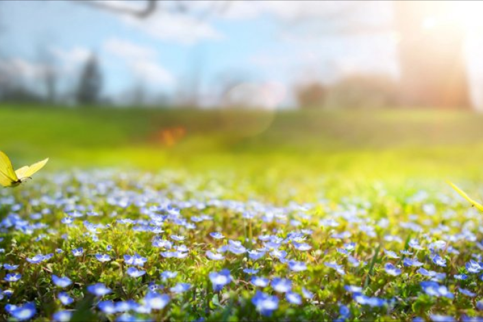 Əsl yaz havası olacaq &ndash; BU TARİXDƏ