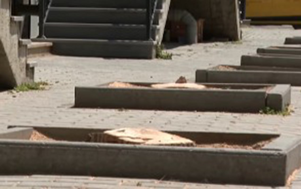 Bakıda ağacları kim kəsib? - Video