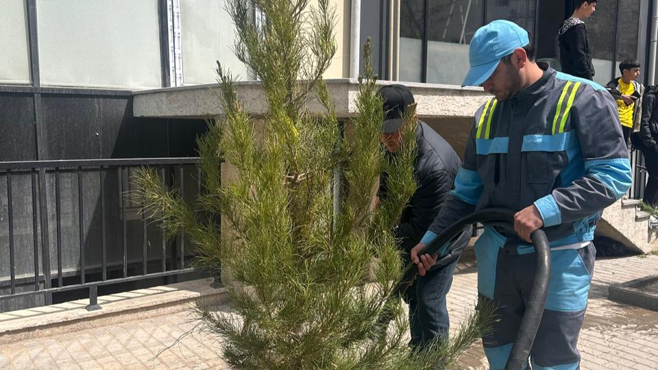 Bakıda kəsilmiş ağacların yerinə yeniləri əkildi - FOTO