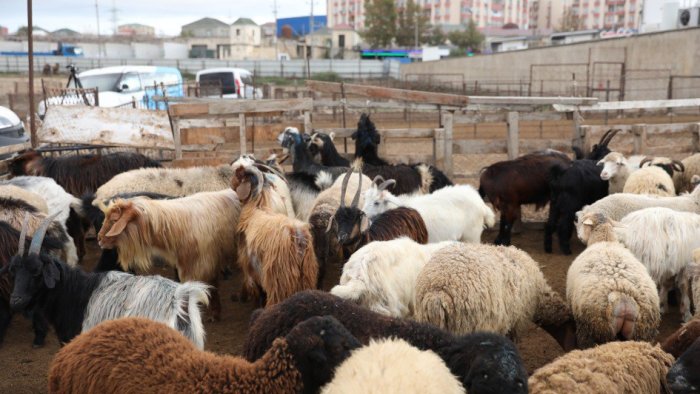 Azərbaycanda heyvan satışı bazarları ilə bağlı yeni qadağa