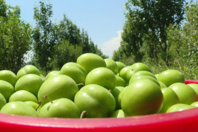 Azərbaycanda alça bağlarında DƏHŞƏTLİ xəstəlik yayıldı - VİDEO