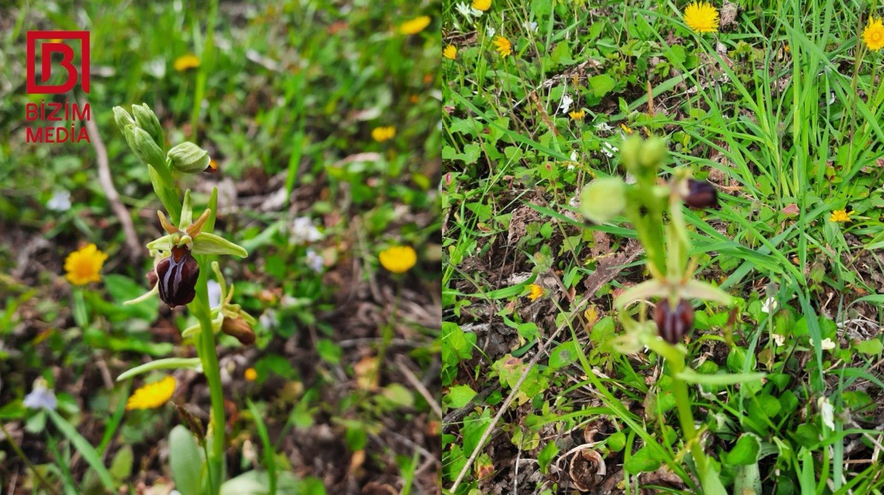 Şuşanın incisi ŞİMALDA &ndash; Bu kənddə 60 ildir Xarıbülbül çiçək AÇIR - VİDEO