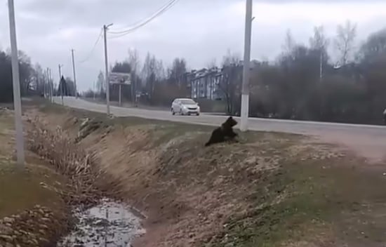 Küçədə gəzən ayı kameraya düşdü &ndash; VİDEO