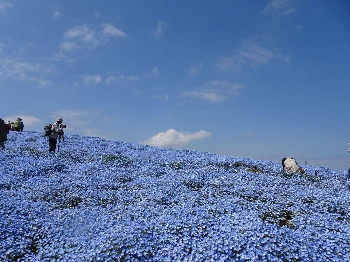Yaponiya maviyə büründü &ndash; FOTO