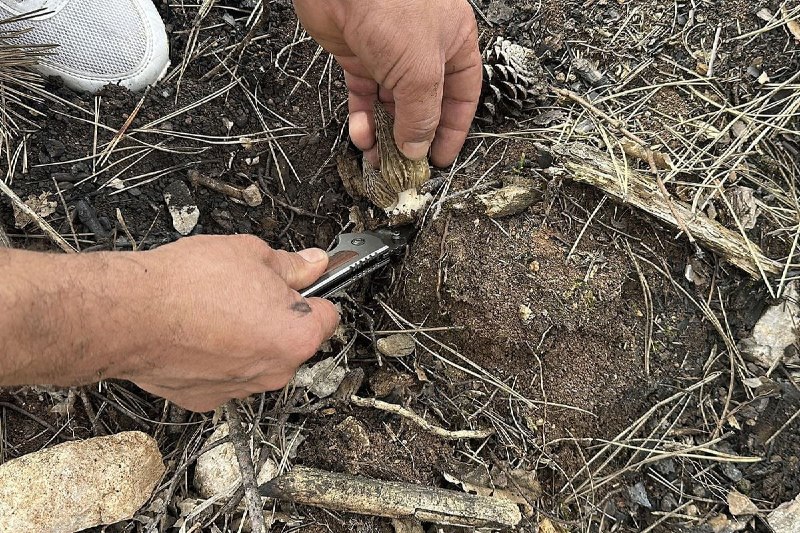 Meşə yandı, sərvət ortaya çıxdı &ndash; Kiloqramı 264 manata satılır &ndash; FOTO