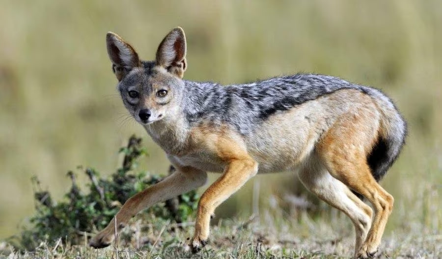 Ucarda çaqqal sakinlərə HÜCUM ETDİ - Xəsarət alanlar var