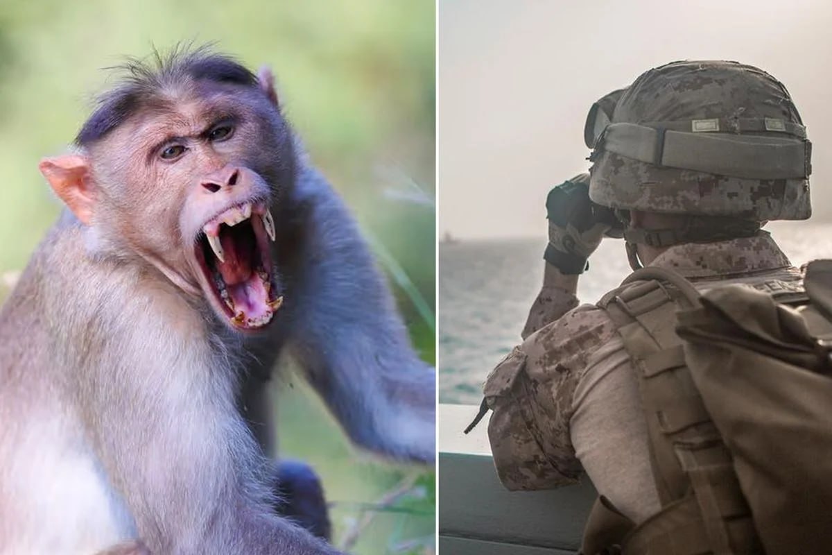 Hörmüzə doğru yola çıxmışdı &ndash; Meymunun hücumuna MƏRUZ QALDI