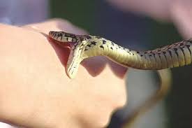 Yevlaxda kişini ilan sancdı - təcili BAKIYA göndərildi