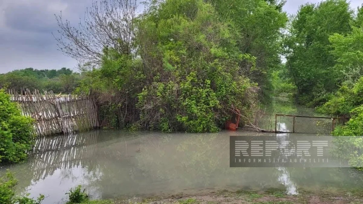 Kürün suyu artdı - Daha 2 kənddə torpaq sahələri su altında qaldı