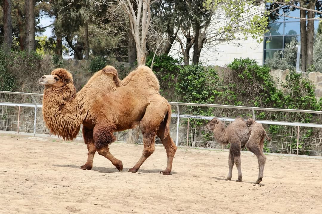 Bakı Zooloji Parkında ikihürgüclü dəvə balası doğuldu - FOTO