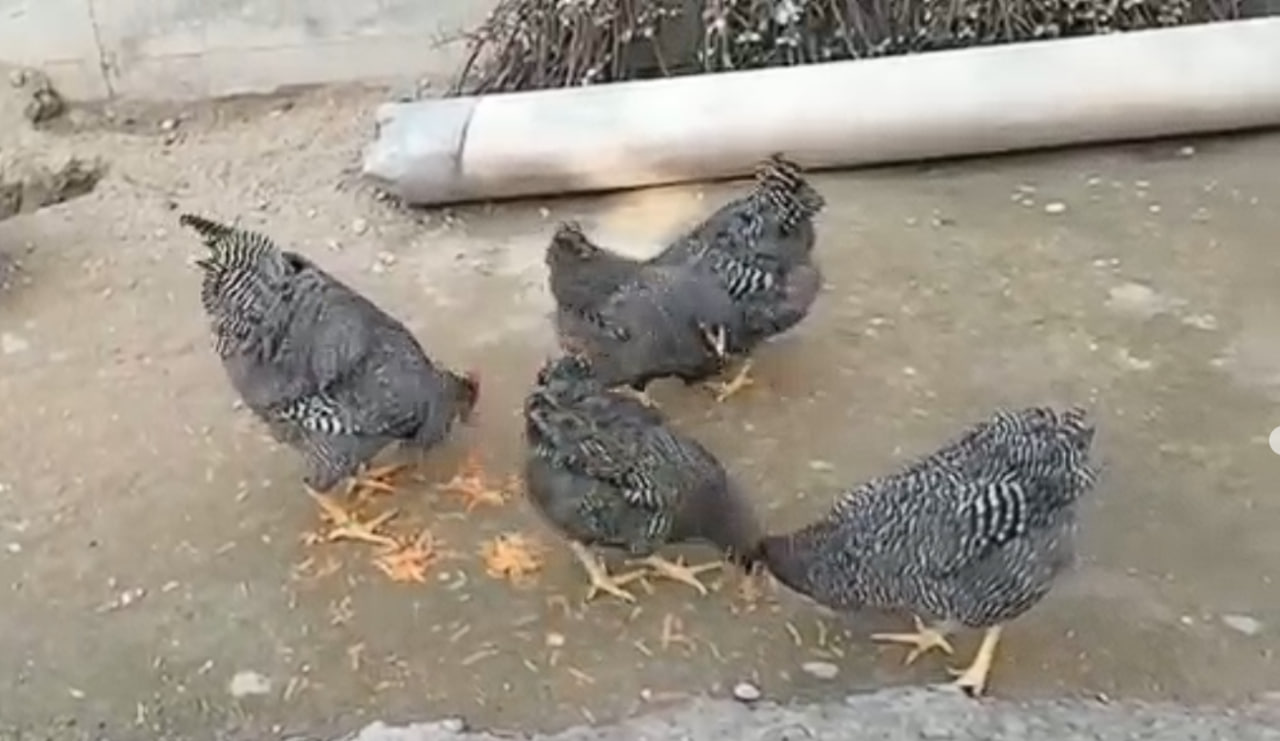 İt də getdi, ip də... &ndash; 140 manat ödədi, ortada nə xoruz var, nə fərə - VİDEO