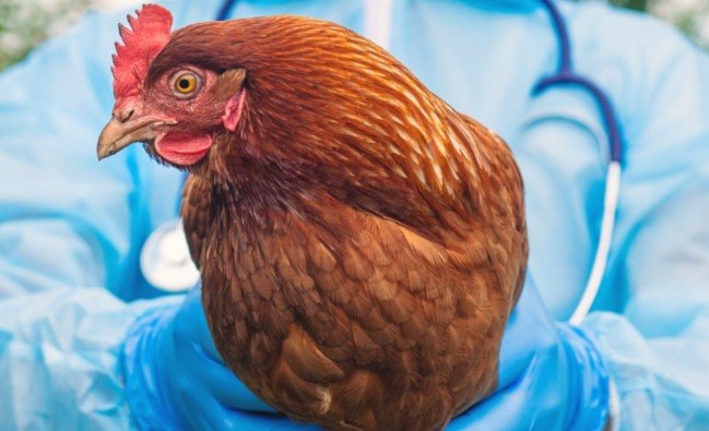 Azərbaycanda quş qripi və Nyukasl xəstəliyi aşkarlanıb? &ndash; RƏSMİ