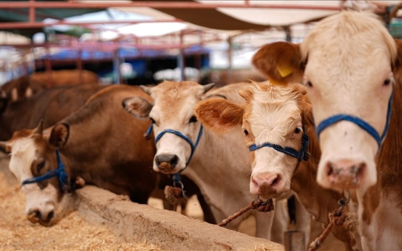 Fermerlərin DİQQƏTİNƏ &ndash; Bu heyvanların bazarda satılmasına icazə VERİLMƏYƏCƏK &ndash; RƏSMİ