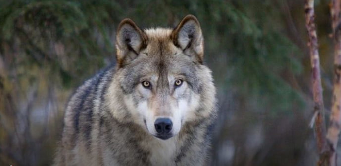 Qaxda canavarlar qoyunları parçalayıb