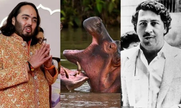 Hindistanın ən varlı adamının oğlundan Pablo Eskobarın begemotları ilə bağlı AÇIQLAMA