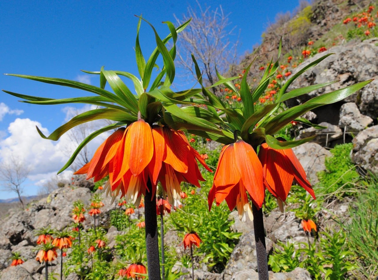 Bu gülü dərənləri 27 min manat cərimə GÖZLƏYİR