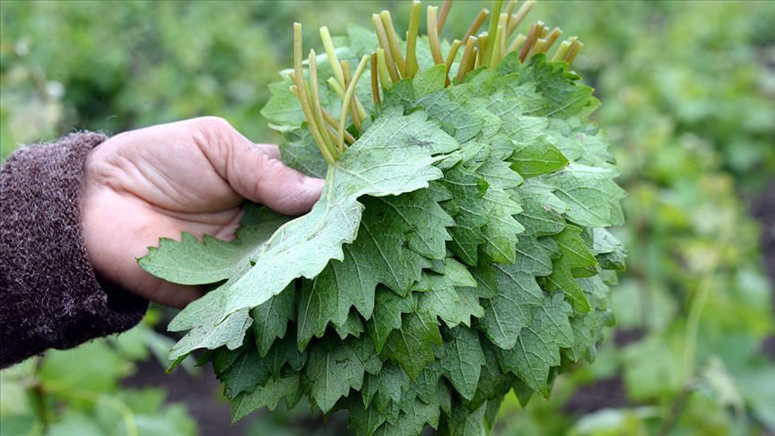 Üzüm yarpağı quru halda bankaya necə qoyulur?