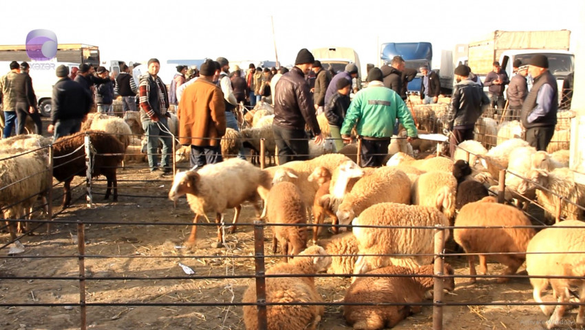 &ldquo;Sırğa&rdquo;sı olmayan heyvanlar bazara buraxılmayacaq - VİDEO
