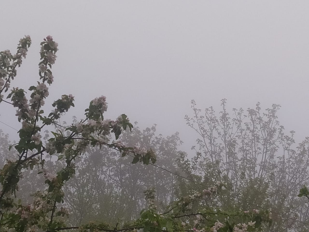 Şimal-Qərb bölgəsində hava yağışlı, yollar dumanlıdır - FOTO