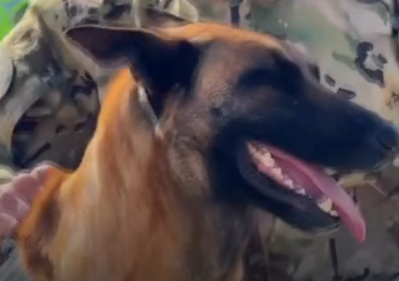 İtin paraşütlə tullanmağı trend oldu - VİDEO