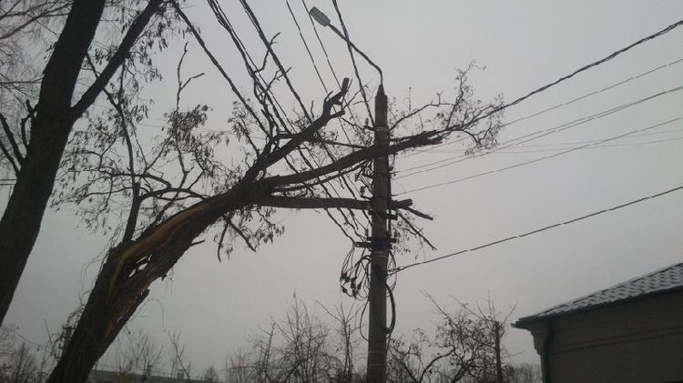 Zaqatalada ağacların arasından keçən elektrik naqilləri &ndash; FOTO