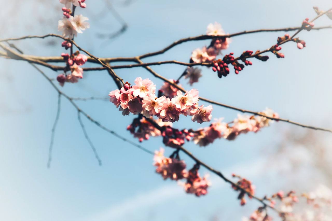 Apreldə havanın temperaturu iqlim normasından yuxarı olub