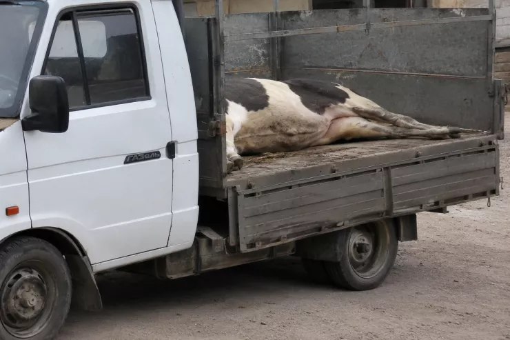 Şəmkirdə "Qazel"dən başı kəsilmiş inək tapıldı: 2 nəfər HƏBS OLUNDU