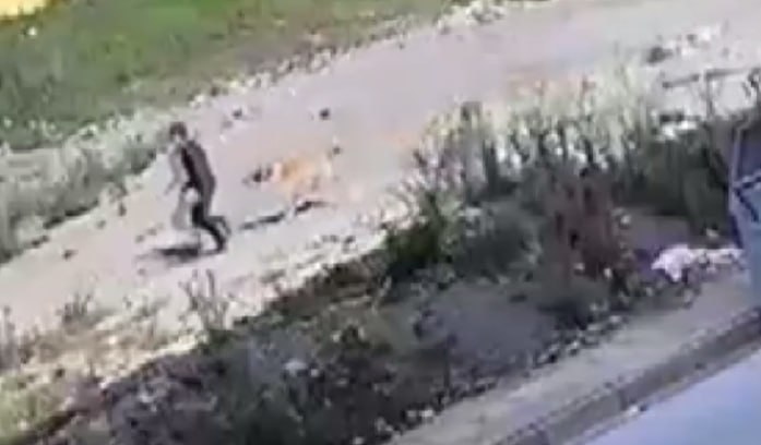 Azyaşlı sahibsiz itlərin hücumundan son anda xilas oldu &ndash; ANBAAN VİDEO
