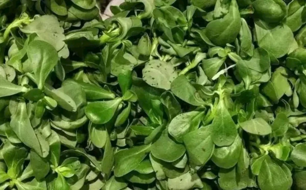 Qiyməti balıqdan dəfələrlə ucuz, faydası isə eyni&mdash; Təzyiqi və şəkəri tənzimləyir