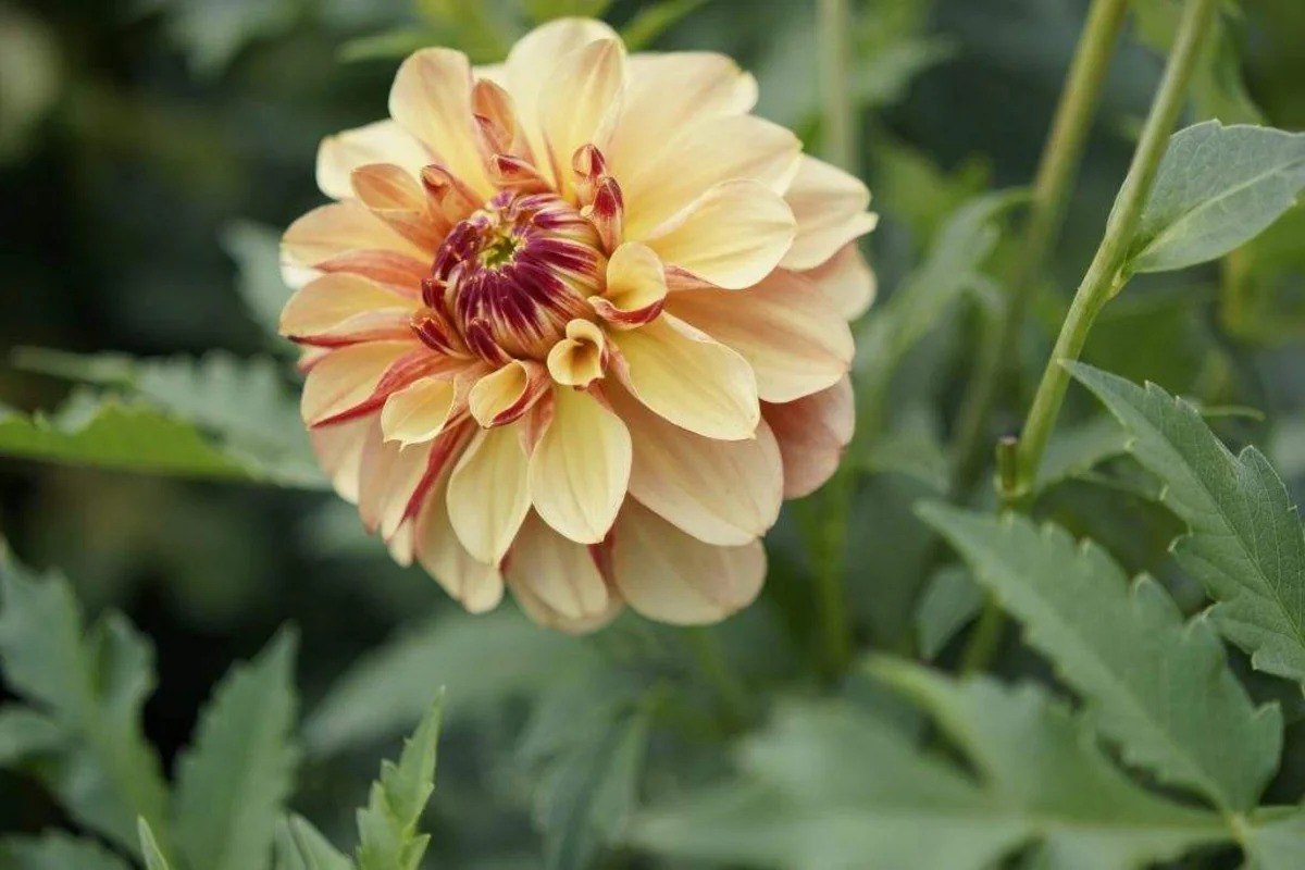 Latviyada "Bakı" adlı yeni "dahlia" sortu çiçəyi yaradıldı &ndash; FOTO