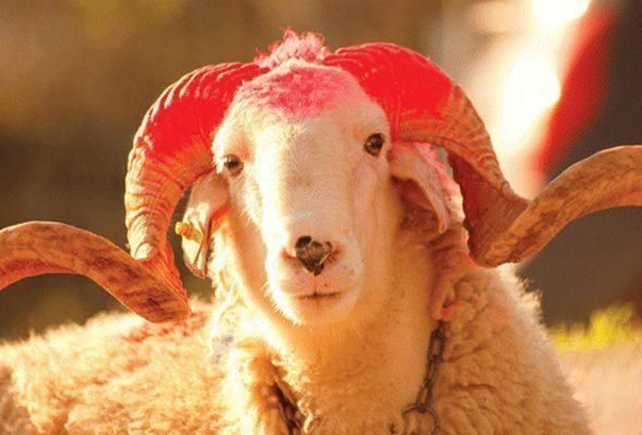 Qurban bayramı ilə bağlı vətəndaşlara ÇAĞIRIŞ