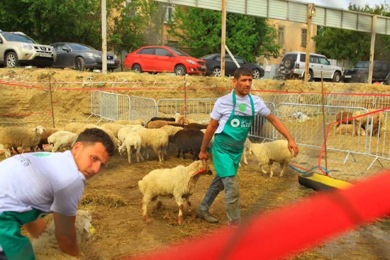 Qurbanlıq heyvanlar neçəyədir? – VİDEO Qurbanlıq heyvanlar neçəyədir? – VİDEO