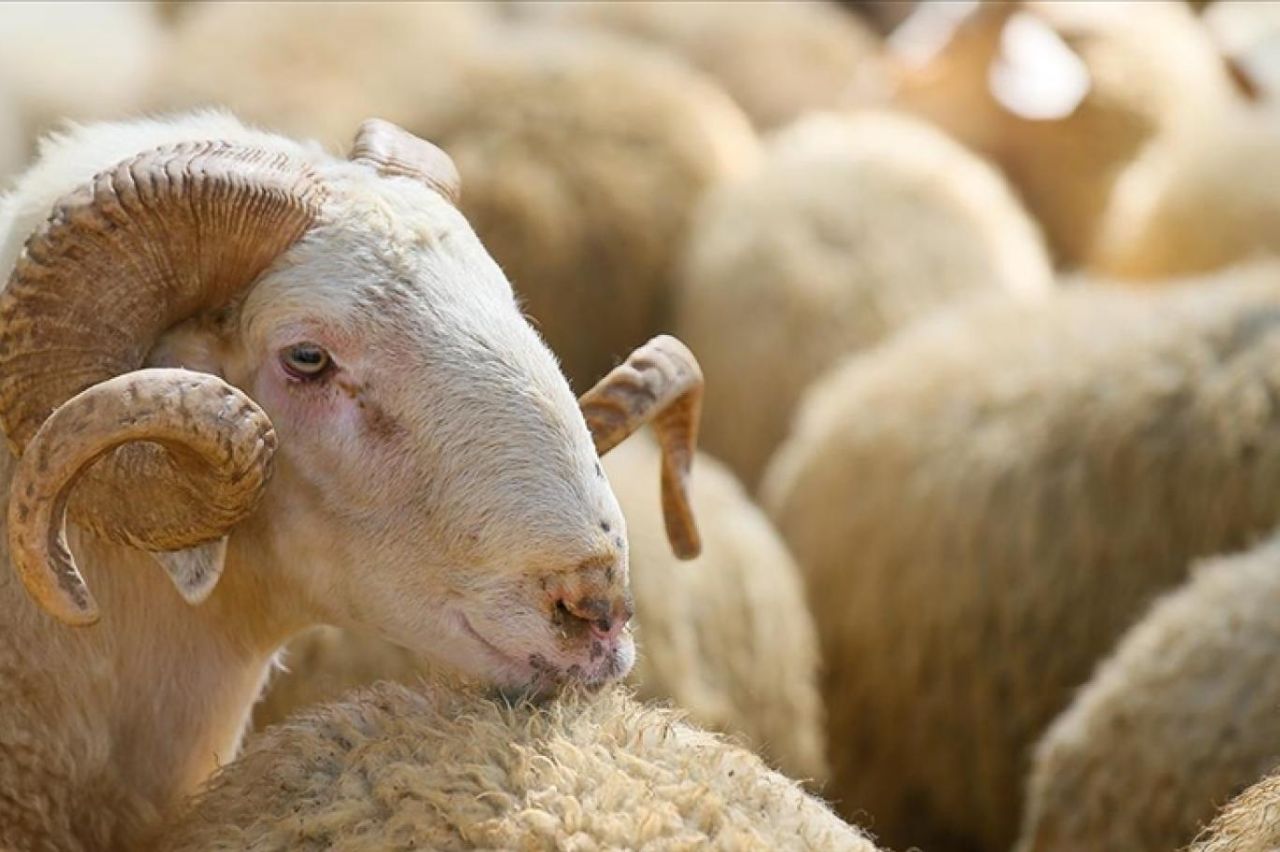 Qurban kəsərkən edilən böyük səhvlər - İllərdir yanlış bilirmişik