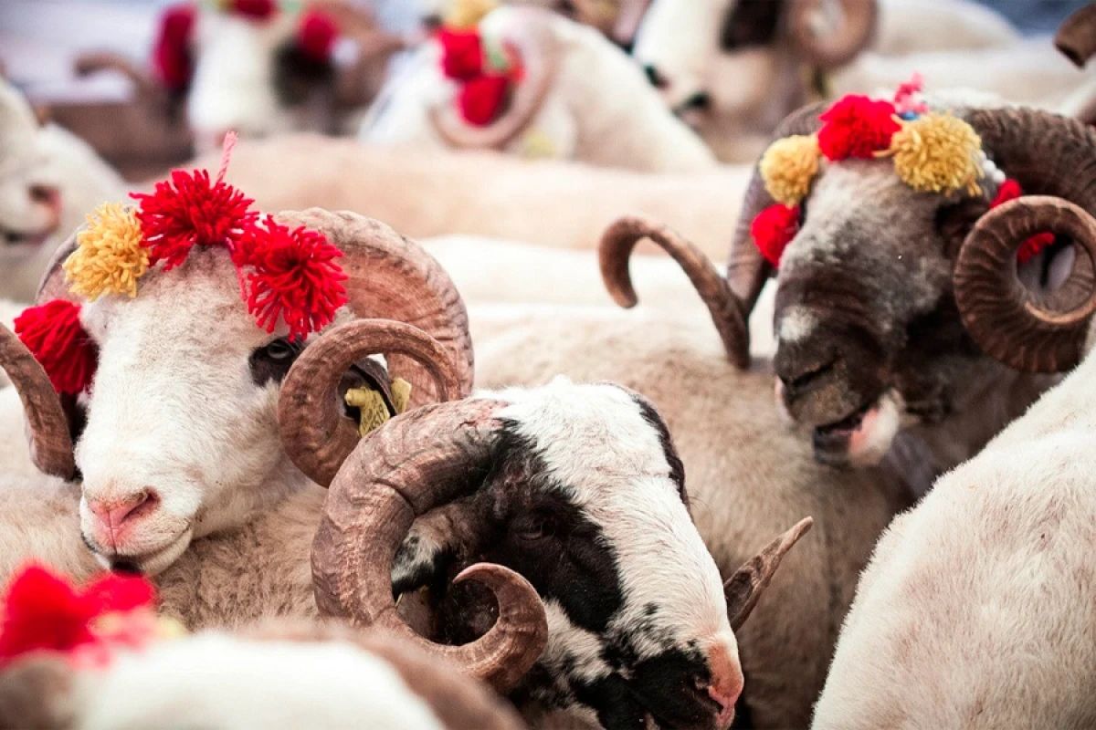 Vəfat etmiş şəxsin adına qurban kəsilə bilərmi? &ndash; AÇIQLAMA