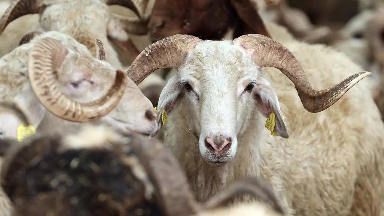 Bayram günü Azərbaycanda nə qədər qurban kəsilib?