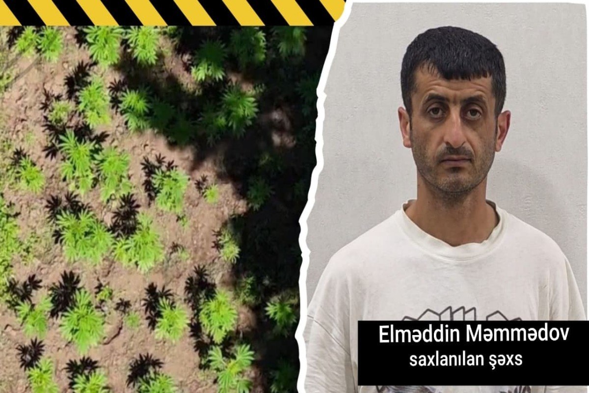 Hirkan Milli Parkında narkoplantasiya aşkarlandı - FOTO/VİDEO