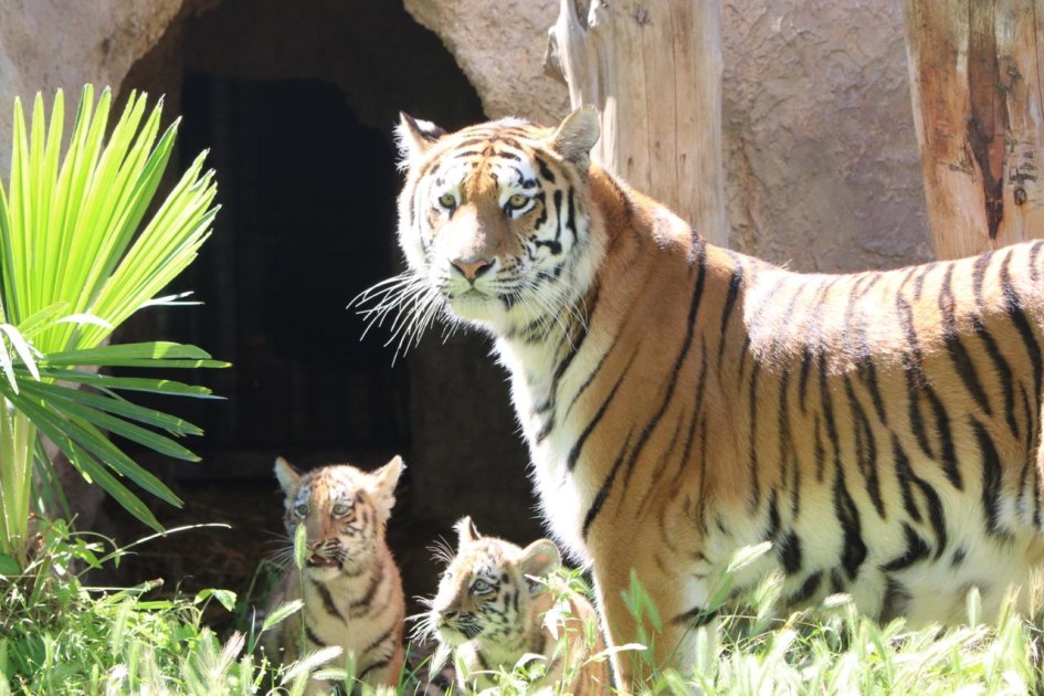 Bakı Zooloji Parkında Amur pələnginin balaları dünyaya gəldi &ndash; FOTO