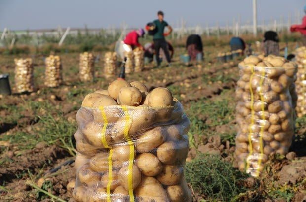 Kartof sahədə 10 qəpik, marketdə 80 qəpik &ndash; Qazanan KİMDİR?