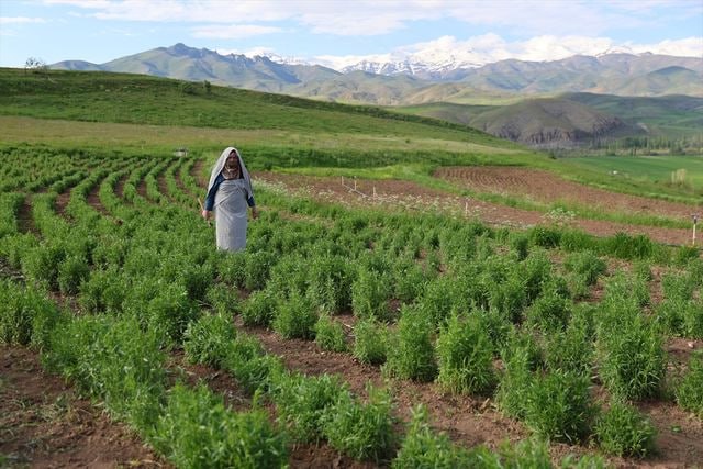 Şəhərdən kəndə köçüb, təsərrüfat YARATDI &ndash; Məhsulun kiloqramını 100 manatdan baha satır &ndash; FOTO