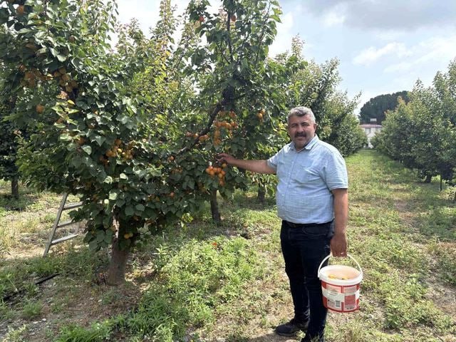 Yeddi il əvvəl əkməyə başladı - İndi hər ağacdan 300 kq məhsul götürür &ndash; FOTO