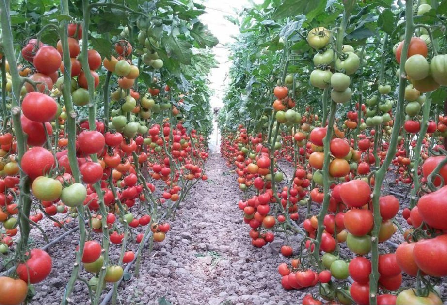 Azərbaycanda ilk dəfə ixtisaslaşmış aqropark yaradılacaq